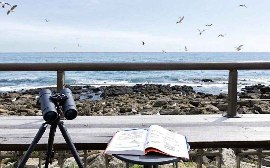 Identifying Rare Coastal Birds from Your Ridgewaters Terrace