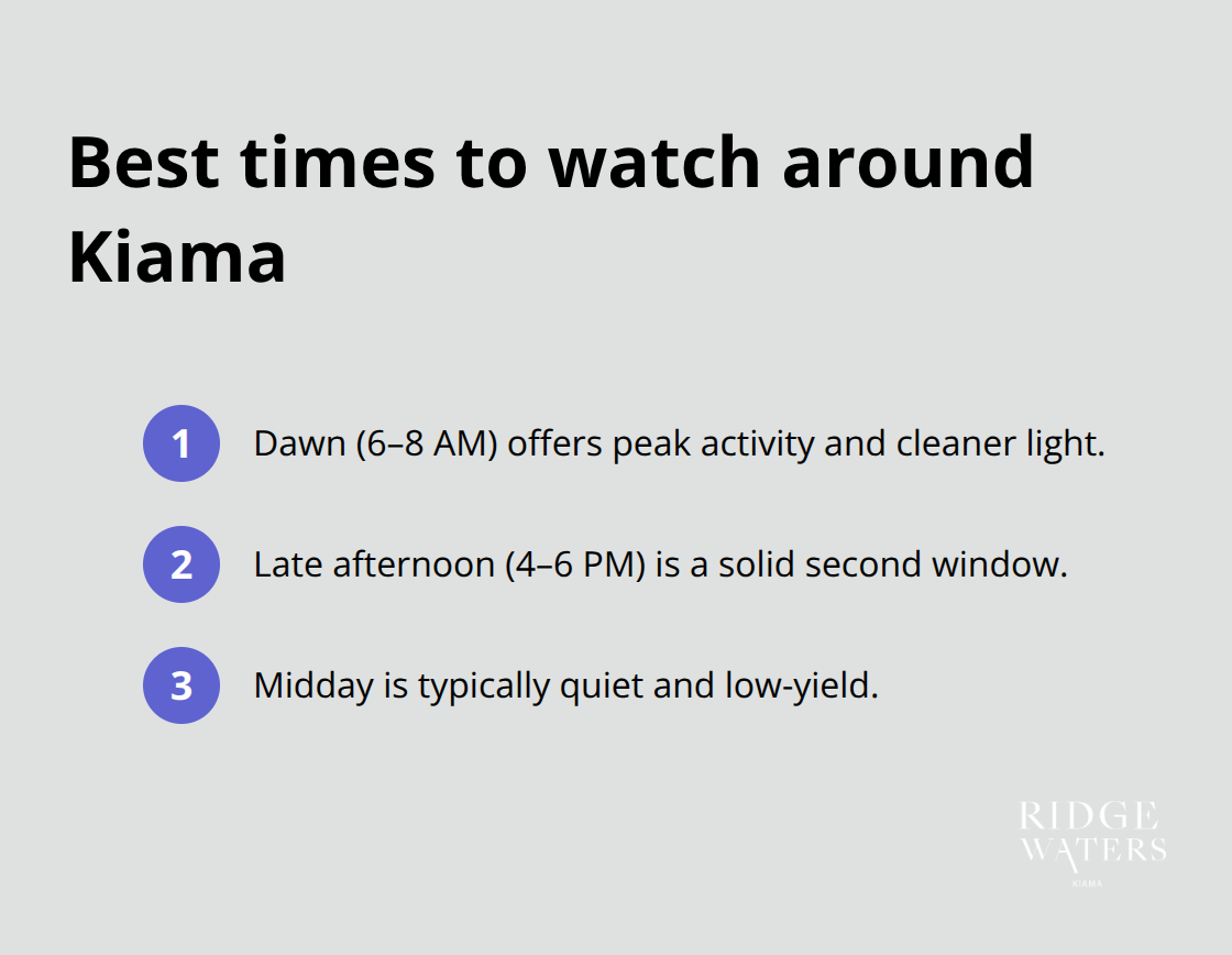 Compact list of optimal birdwatching times in Kiama highlighting dawn, late afternoon, and midday limitations. - Coastal birds