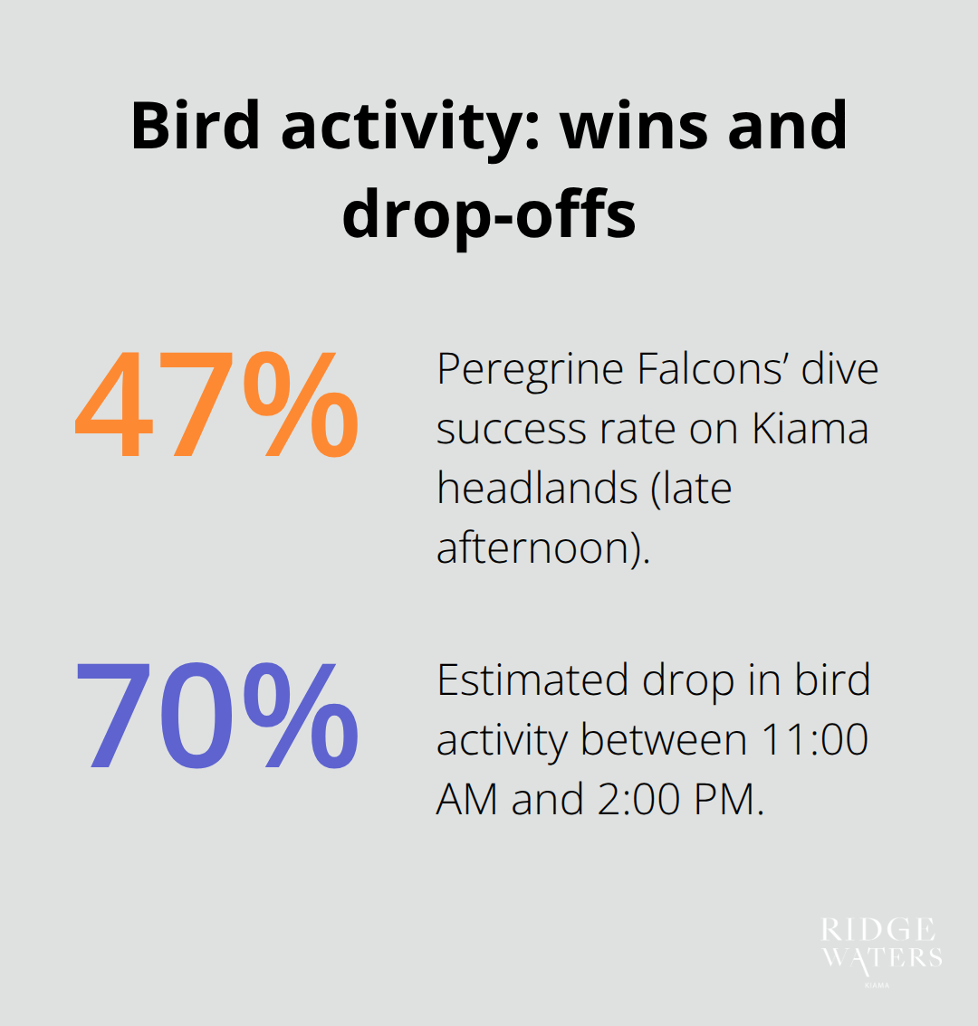 Two key percentages for Kiama birding: Peregrine dive success and midday activity decline. - Kiama bird watching