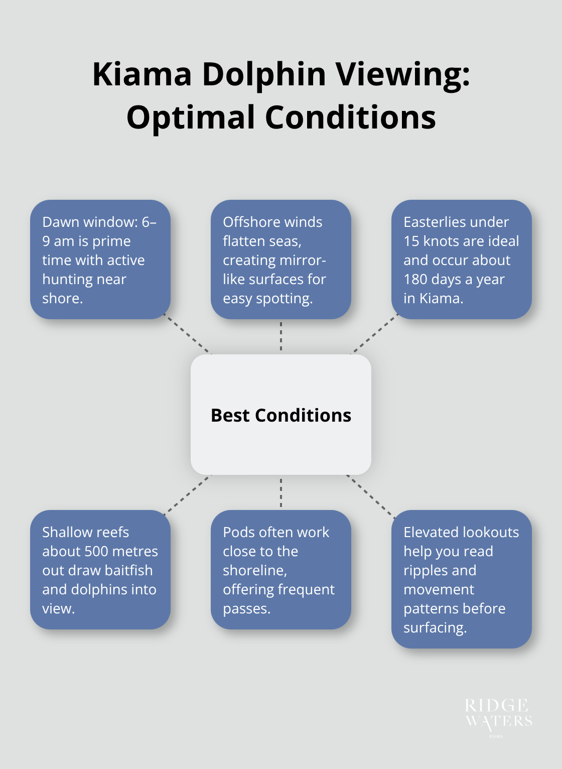 Visual guide to the best conditions for spotting dolphins in Kiama - Kiama dolphins
